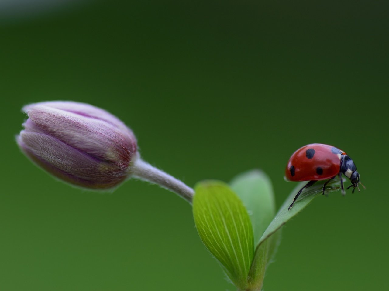 Обои насекомое, фон, цветок, божья коровка, бутон, insect, background, flower, ladybug, bud разрешение 2048x1365 Загрузить