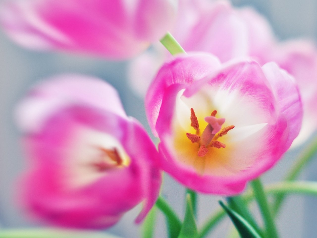 Обои цветы, тюльпаны, розовые, flowers, tulips, pink разрешение 2560x1600 Загрузить