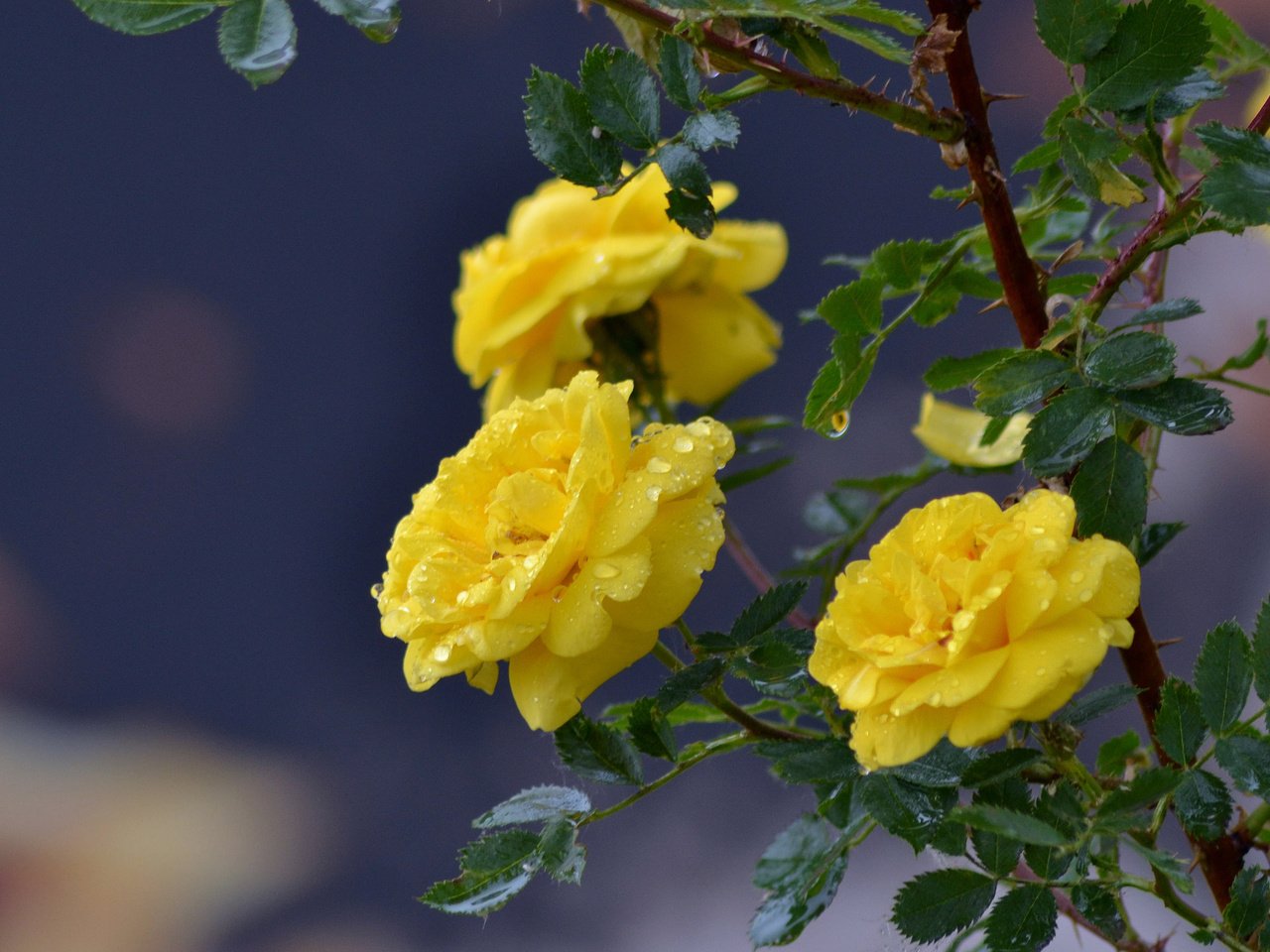 Обои цветы, ветка, капли, розы, жёлтые розы, flowers, branch, drops, roses, yellow roses разрешение 3840x2400 Загрузить