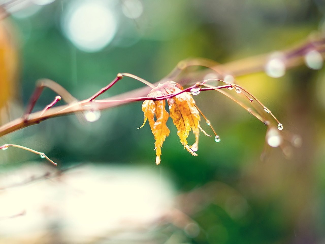 Обои ветка, природа, макро, капли, листок, осень, branch, nature, macro, drops, leaf, autumn разрешение 2560x1600 Загрузить