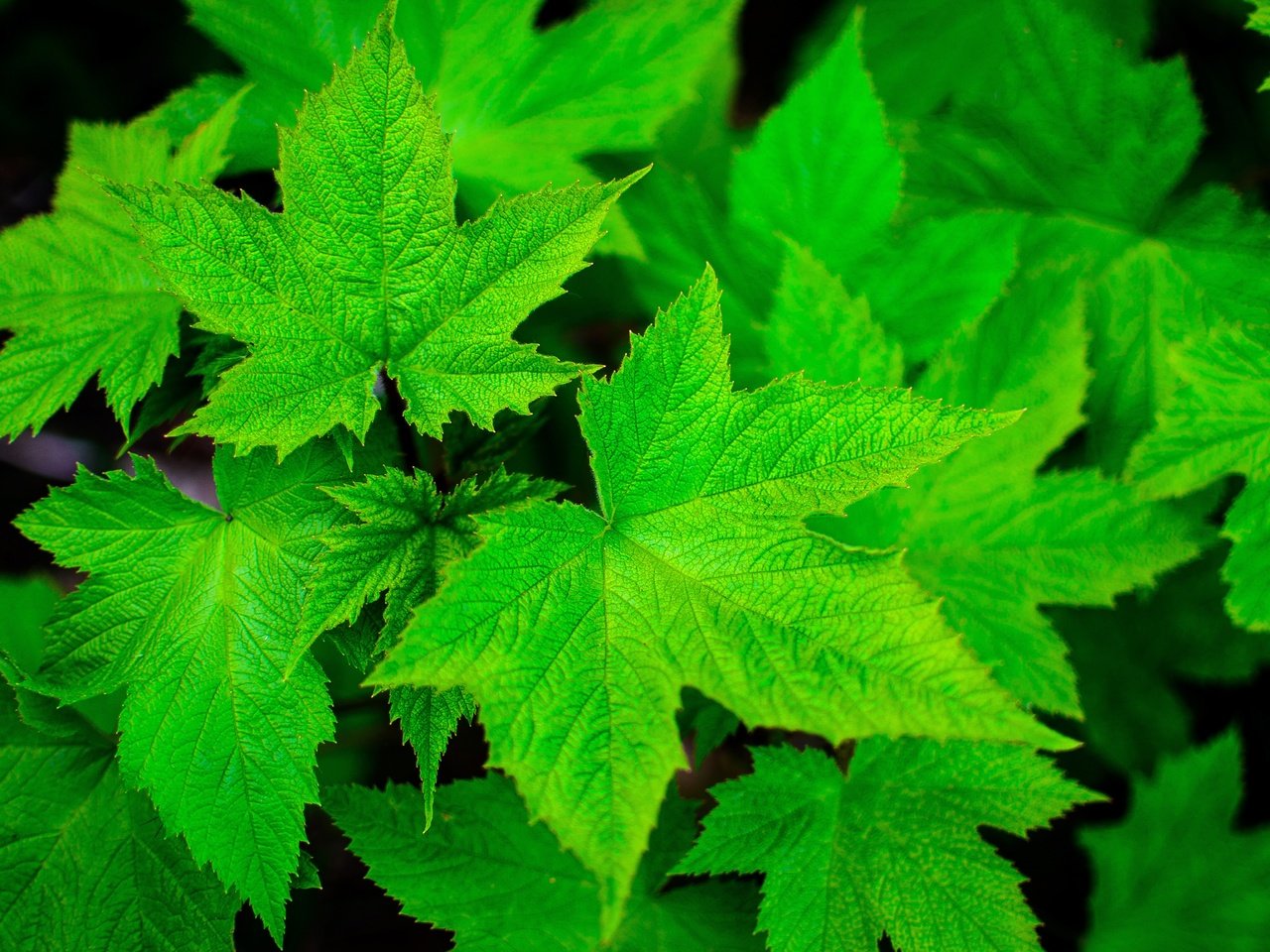 Обои природа, листья, зеленые листья, смородина, крупным планом, nature, leaves, green leaves, currants, closeup разрешение 4928x3264 Загрузить