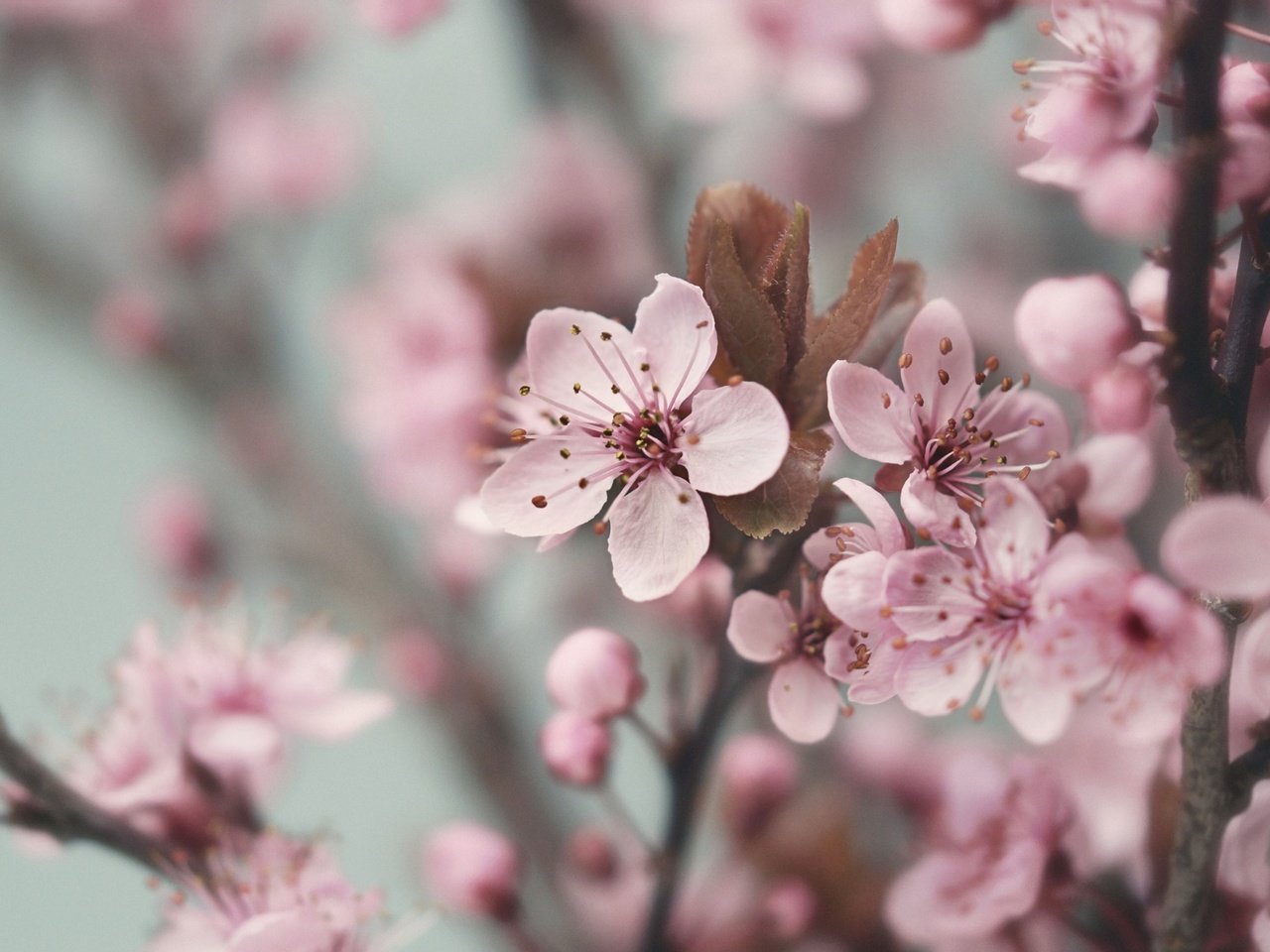 Обои цветы, цветение, ветки, размытость, весна, вишня, flowers, flowering, branches, blur, spring, cherry разрешение 2048x1365 Загрузить