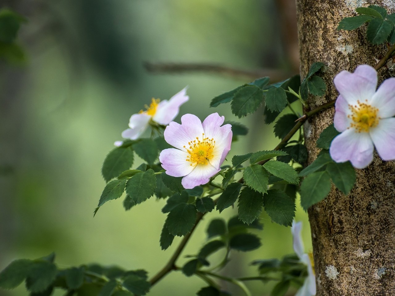 Обои ветка, дерево, листья, лепестки, шиповник, цветки, боке, branch, tree, leaves, petals, briar, flowers, bokeh разрешение 2048x1365 Загрузить