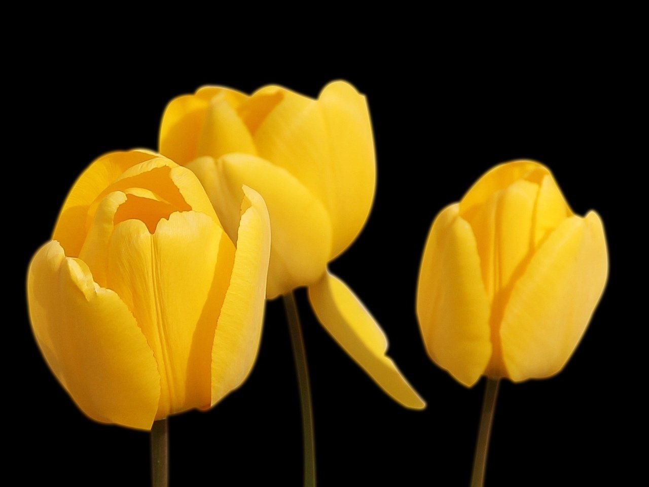 Обои цветы, черный фон, тюльпаны, желтые, flowers, black background, tulips, yellow разрешение 1920x1280 Загрузить