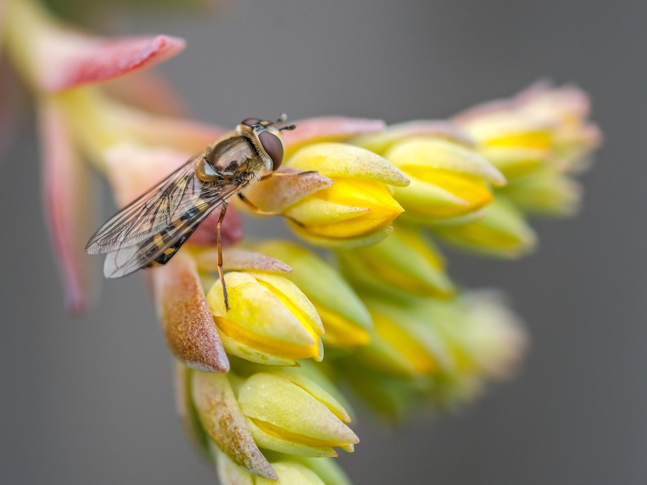 Обои макро, насекомое, цветок, муха, макро. цветок, macro, insect, flower, fly, macro. flower разрешение 4801x2784 Загрузить