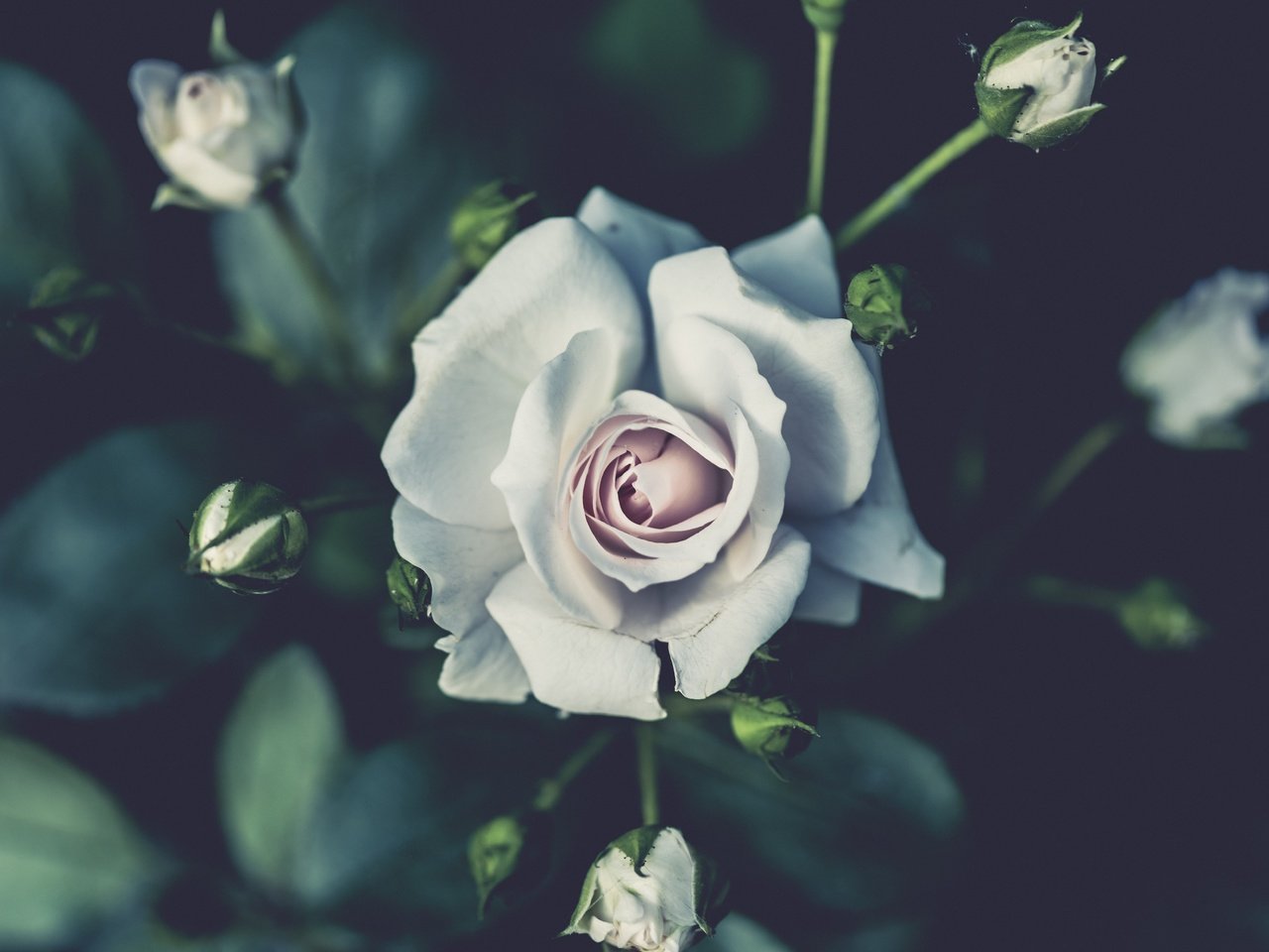 Обои бутоны, роза, лепестки, белый, куст, buds, rose, petals, white, bush разрешение 7359x4875 Загрузить