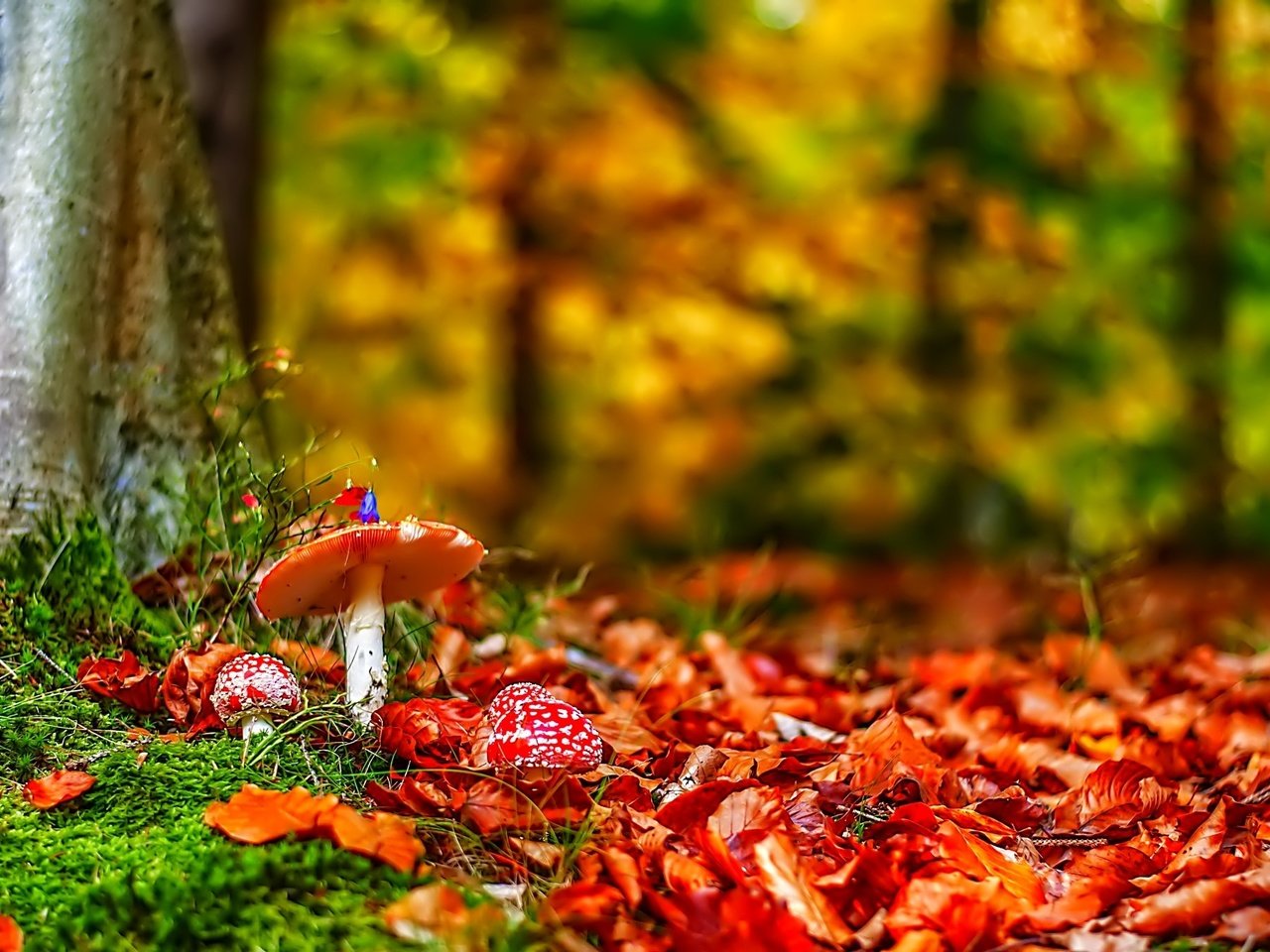 Обои природа, лес, листья, осень, грибы, мухоморы, nature, forest, leaves, autumn, mushrooms, amanita разрешение 2048x1360 Загрузить