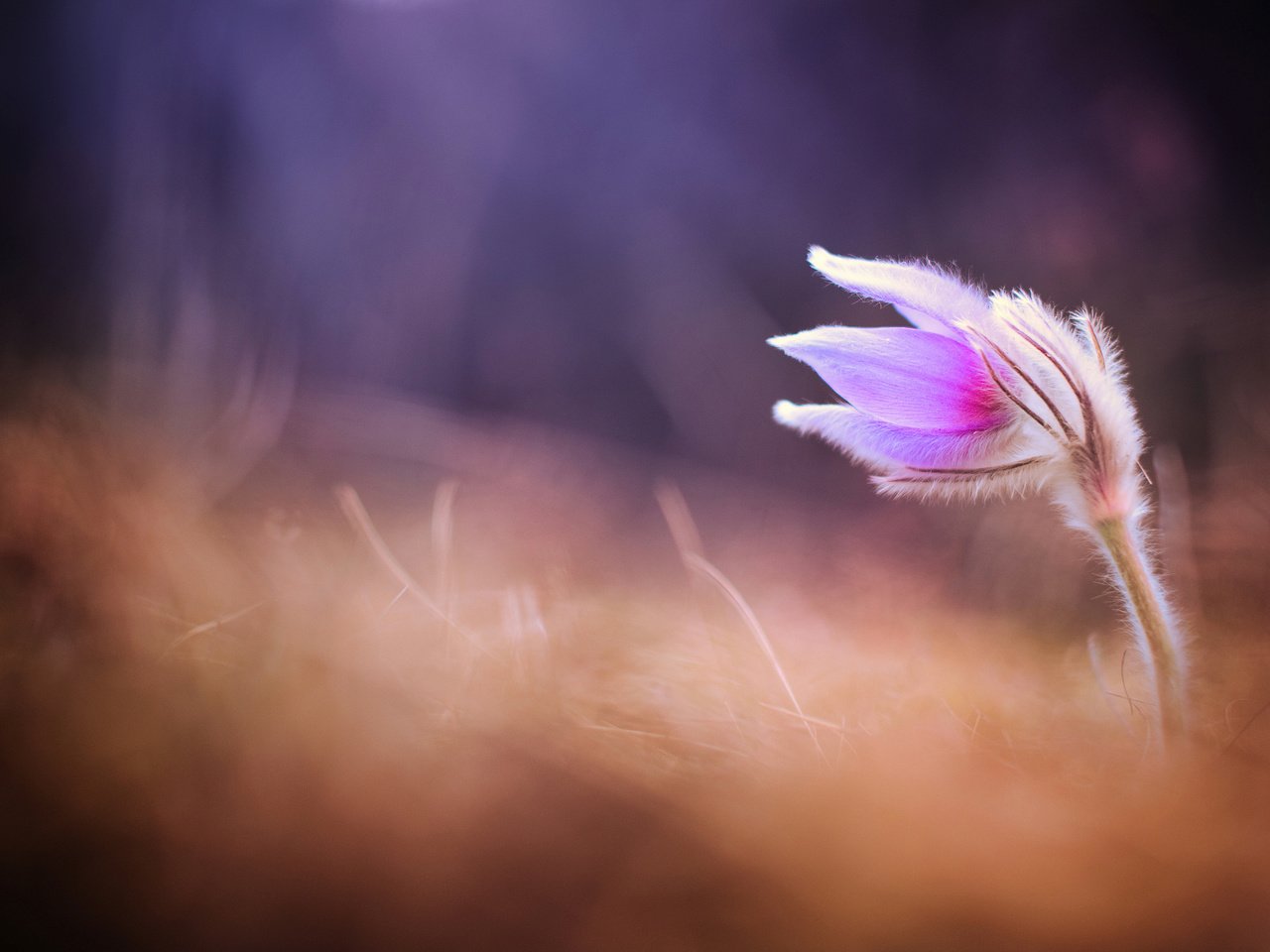 Обои цветок, размытость, весна, сон-трава, прострел, flower, blur, spring, sleep-grass, cross разрешение 2048x1358 Загрузить