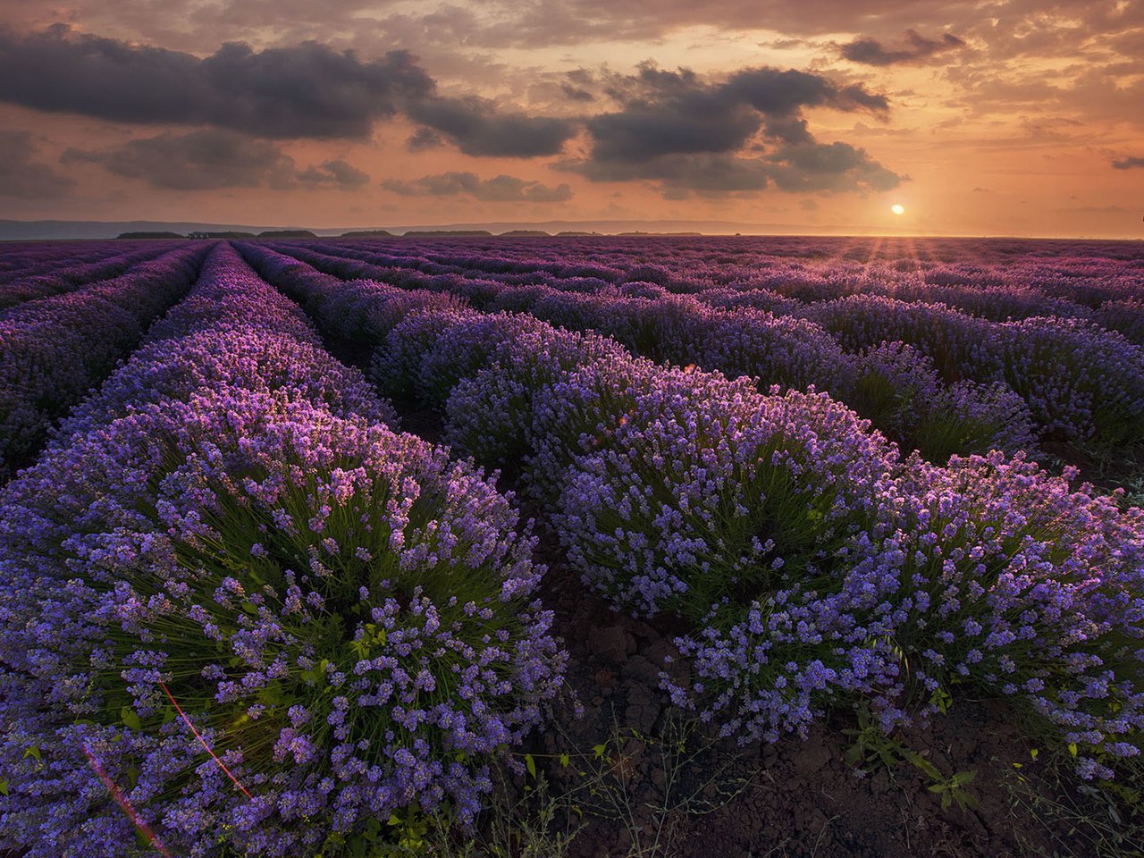 Обои цветы, природа, закат, пейзаж, поле, лаванда, flowers, nature, sunset, landscape, field, lavender разрешение 1920x1200 Загрузить