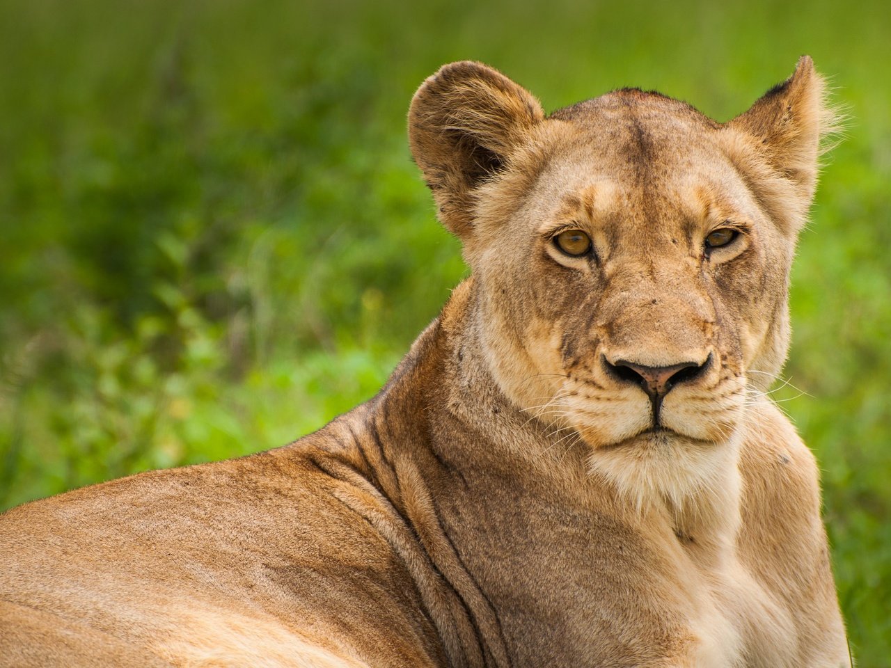 Обои морда, взгляд, хищник, лев, львица, саванна, дикая кошка, face, look, predator, leo, lioness, savannah, wild cat разрешение 4288x2848 Загрузить