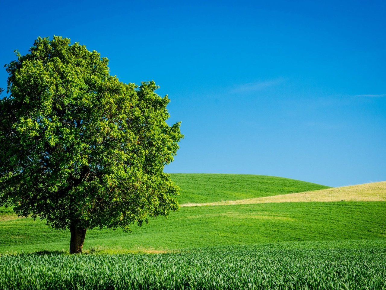 Обои небо, трава, дерево, поле, горизонт, лето, the sky, grass, tree, field, horizon, summer разрешение 1920x1200 Загрузить