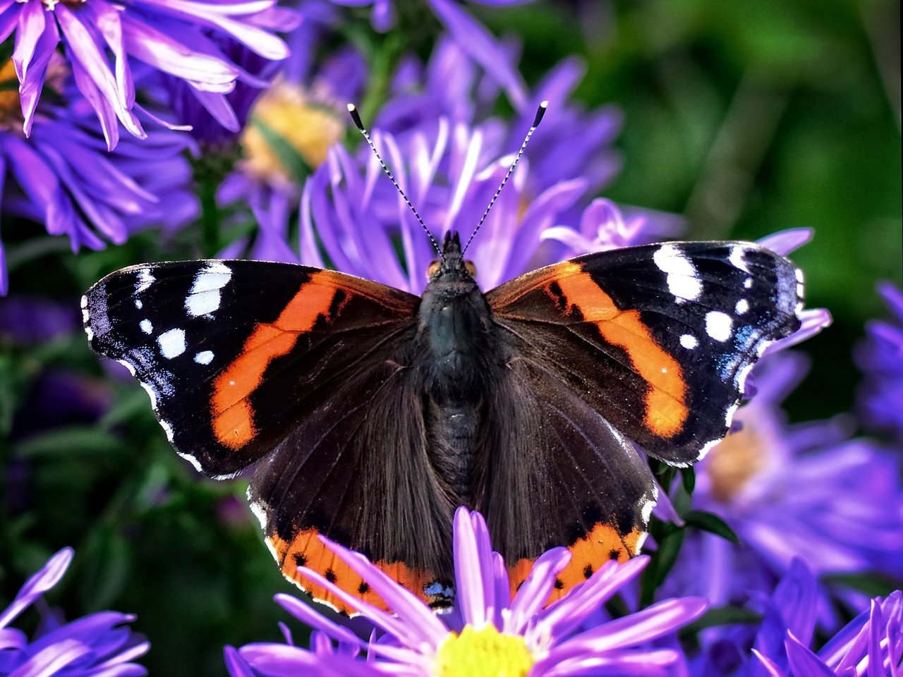 Обои цветы, растения, насекомое, бабочка, крылья, адмирал, астры, flowers, plants, insect, butterfly, wings, admiral, asters разрешение 2401x1920 Загрузить