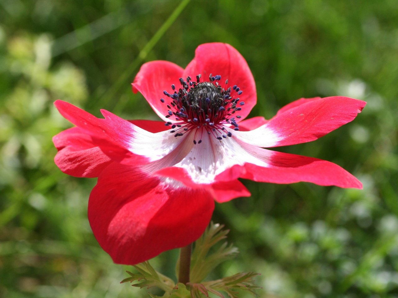 Обои природа, цветок, лепестки, анемон, nature, flower, petals, anemone разрешение 3456x2304 Загрузить