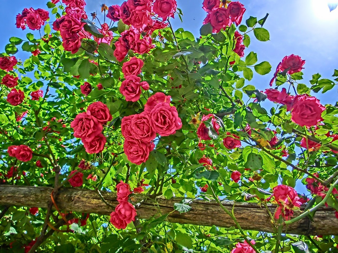 Обои цветы, цветение, лето, розы, сад, куст, flowers, flowering, summer, roses, garden, bush разрешение 2048x1536 Загрузить