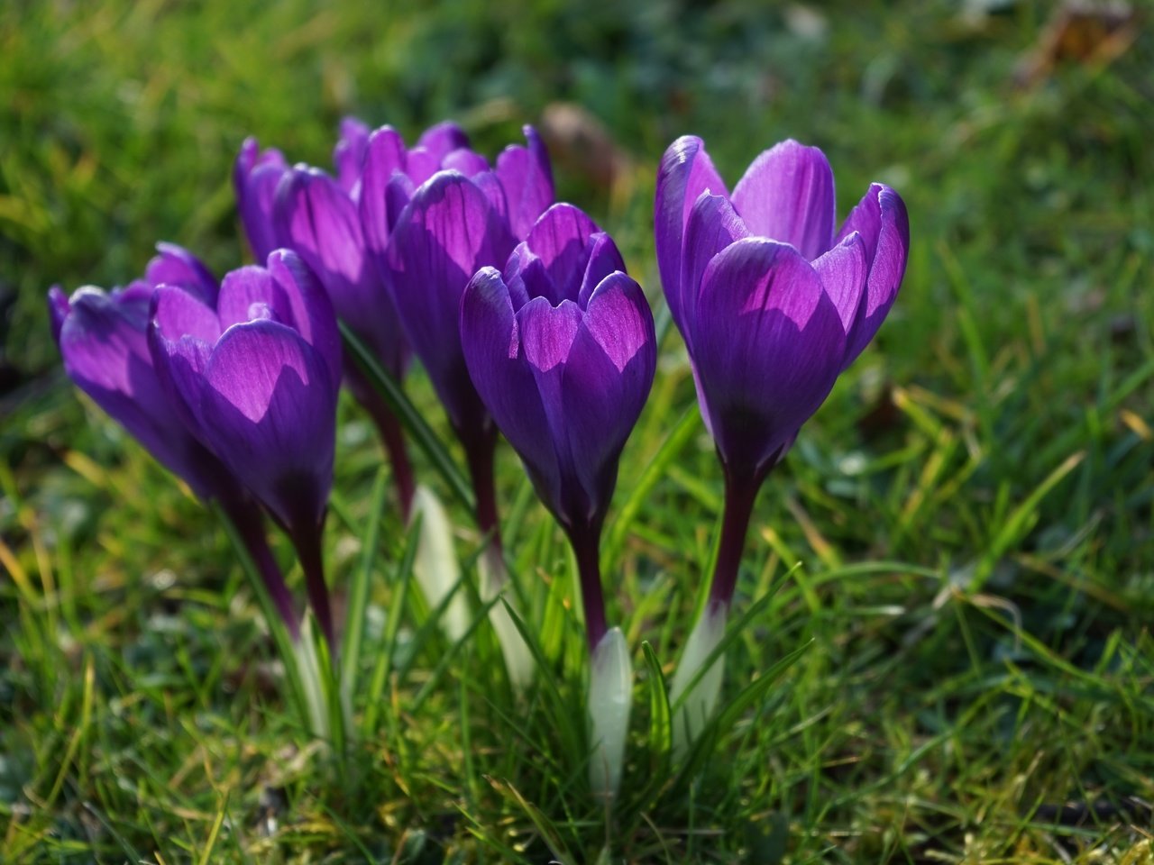 Обои цветы, трава, лепестки, весна, стебли, крокусы, flowers, grass, petals, spring, stems, crocuses разрешение 6000x4000 Загрузить