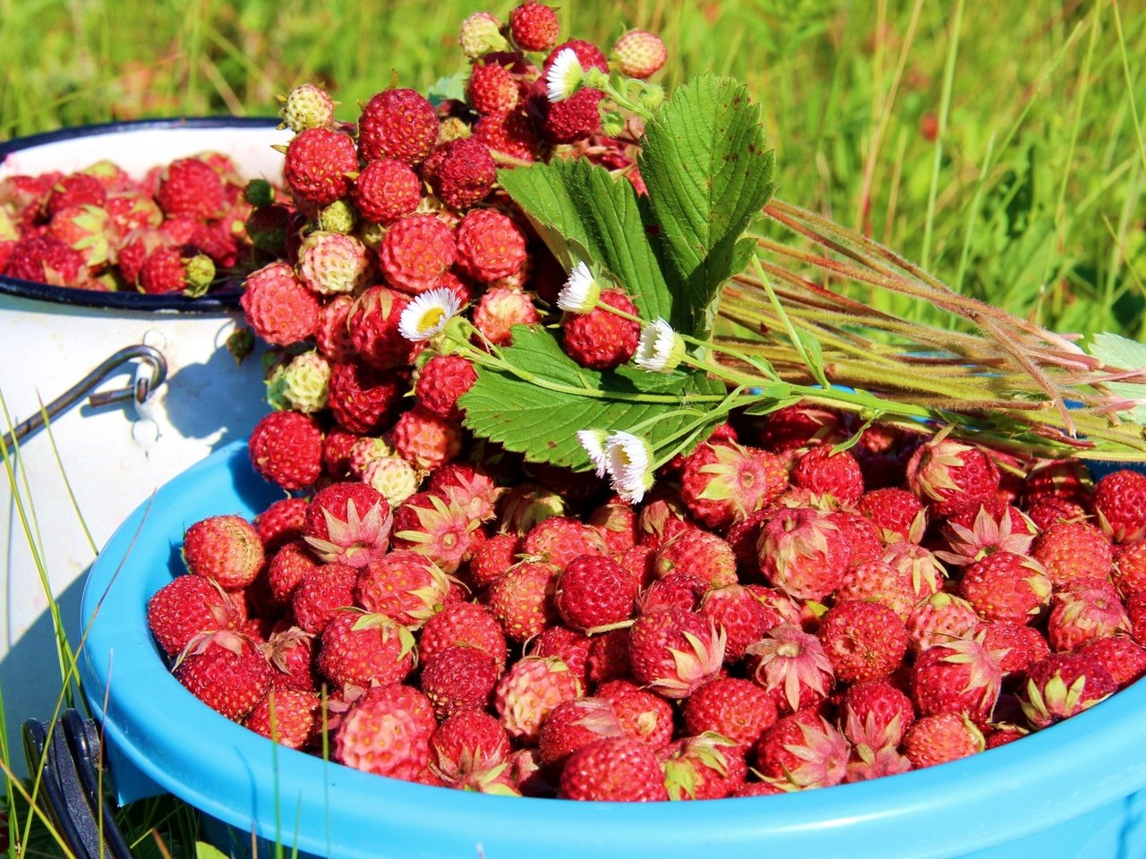 Обои листья, лето, ягоды, земляника, leaves, summer, berries, strawberries разрешение 3048x2000 Загрузить