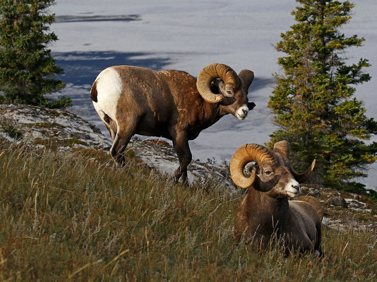 Обои природа, рога, канада, бараны, толсторог, nature, horns, canada, sheep, bighorn sheep разрешение 1920x1280 Загрузить