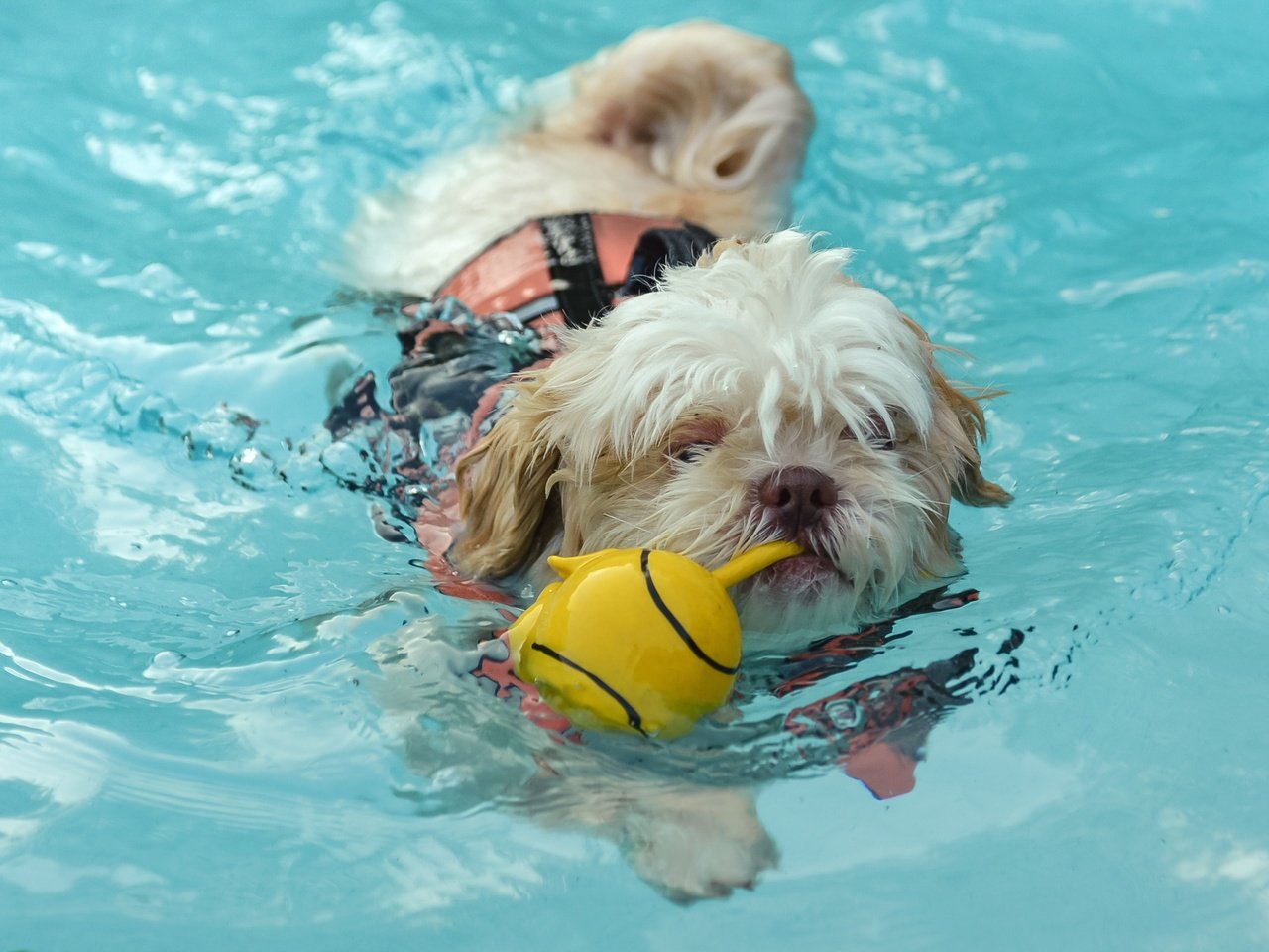 Обои вода, собака, игрушка, water, dog, toy разрешение 2652x1658 Загрузить