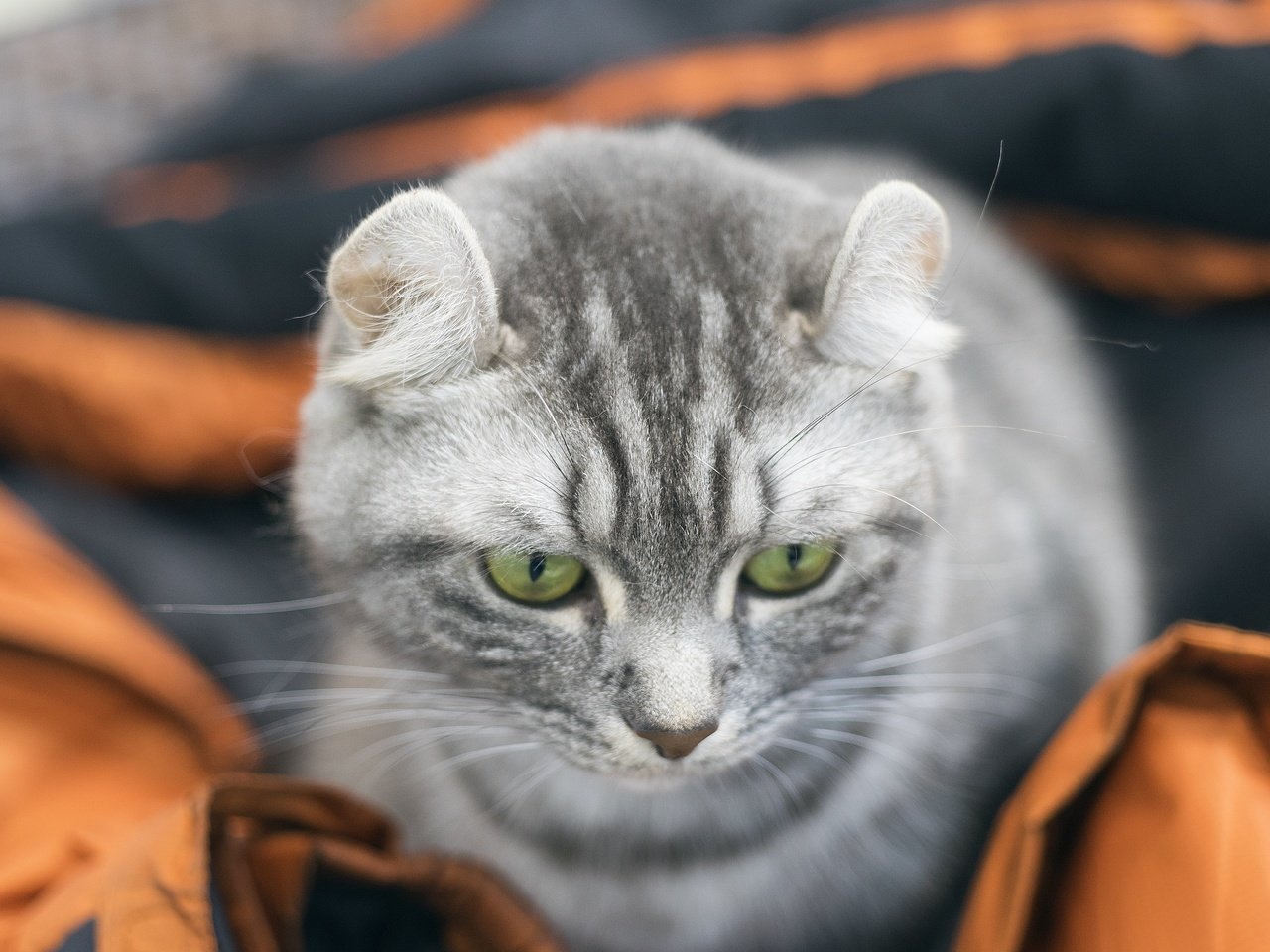 Обои глаза, фон, кот, мордочка, усы, кошка, взгляд, eyes, background, cat, muzzle, mustache, look разрешение 3936x2624 Загрузить