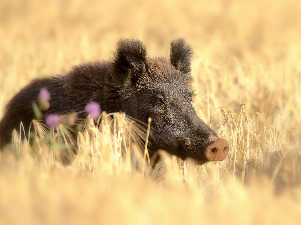 Обои поле, лето, пшеница, кабан, кабанчик, дикая свинья, field, summer, wheat, boar, hog, wild pig разрешение 2560x1731 Загрузить