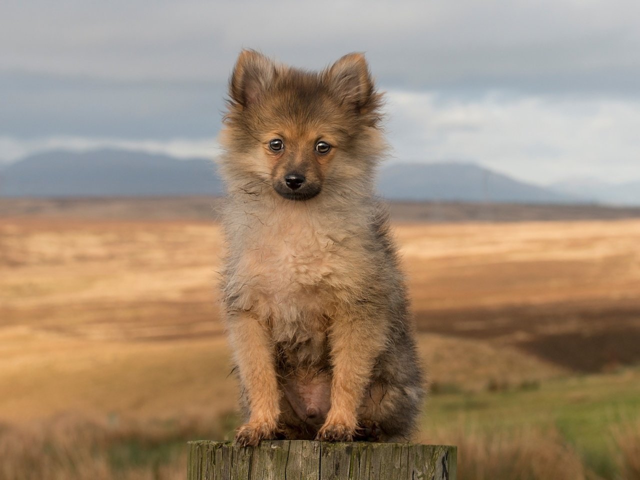 Обои мордочка, взгляд, собака, щенок, лапки, пенек, шпиц, muzzle, look, dog, puppy, legs, stump, spitz разрешение 3840x2160 Загрузить