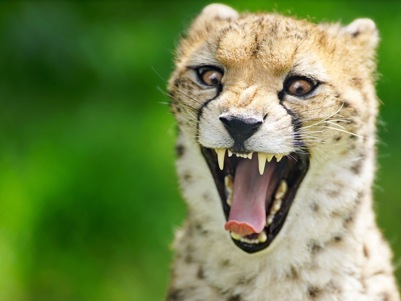 Обои морда, фон, зубы, язык, пасть, гепард, дикая кошка, face, background, teeth, language, mouth, cheetah, wild cat разрешение 4500x3004 Загрузить