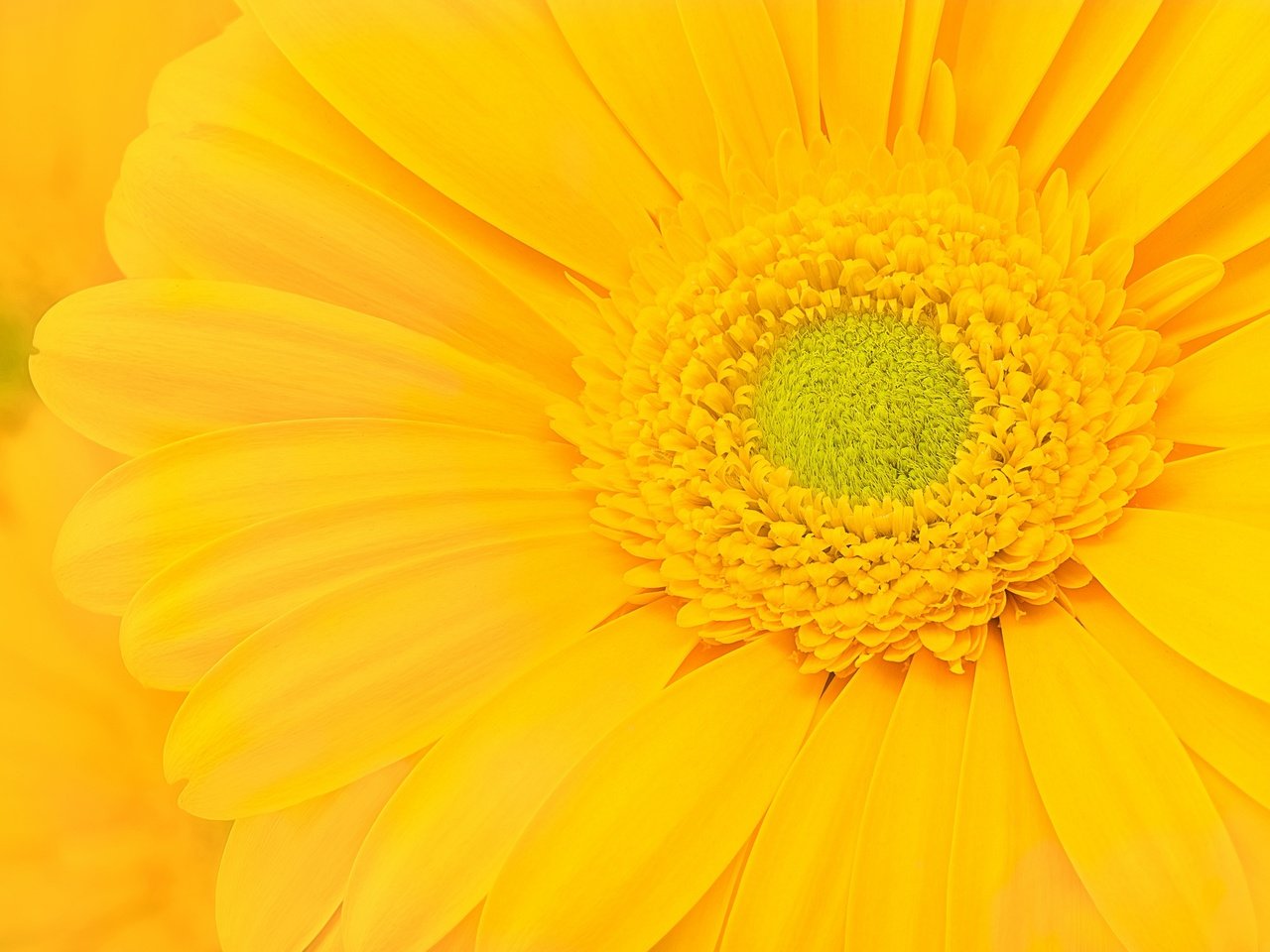 Обои желтый, макро, цветок, лепестки, гербера, yellow, macro, flower, petals, gerbera разрешение 2048x1394 Загрузить