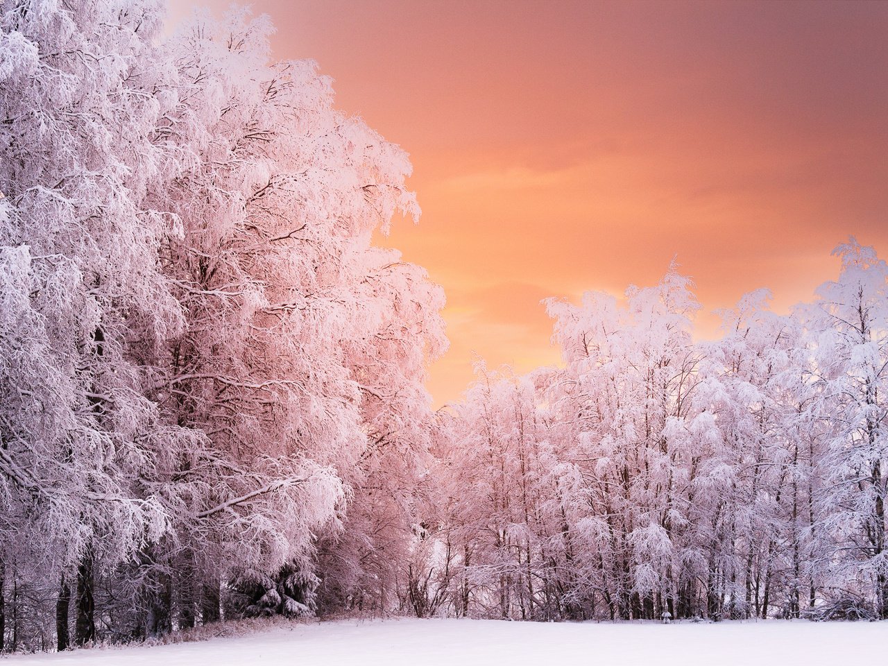 Обои деревья, лес, закат, зима, ветки, иней, норвегия, рена, trees, forest, sunset, winter, branches, frost, norway, ren разрешение 5120x3394 Загрузить