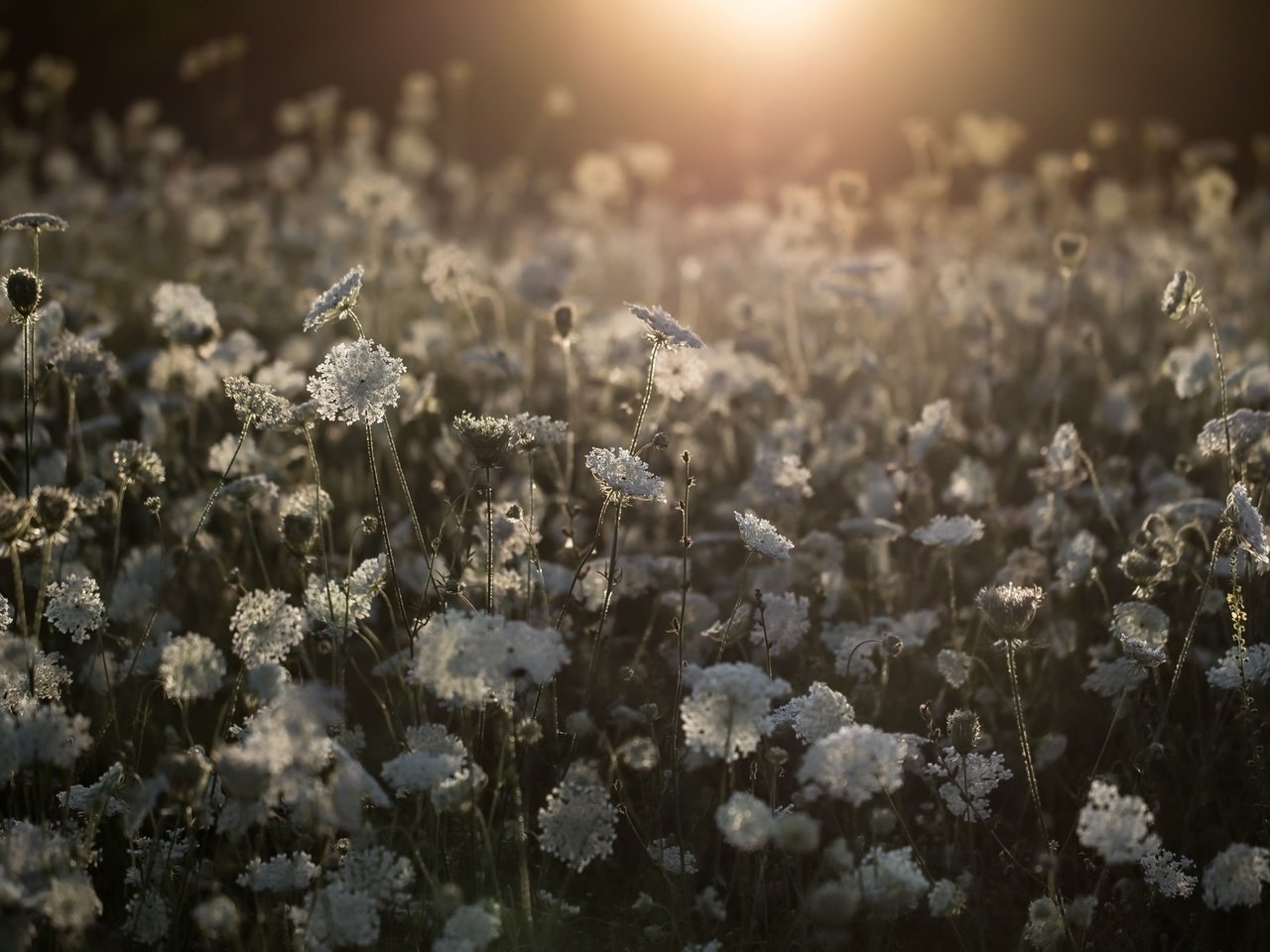 Обои цветы, природа, поле, белые, полевые цветы, flowers, nature, field, white, wildflowers разрешение 2048x1194 Загрузить