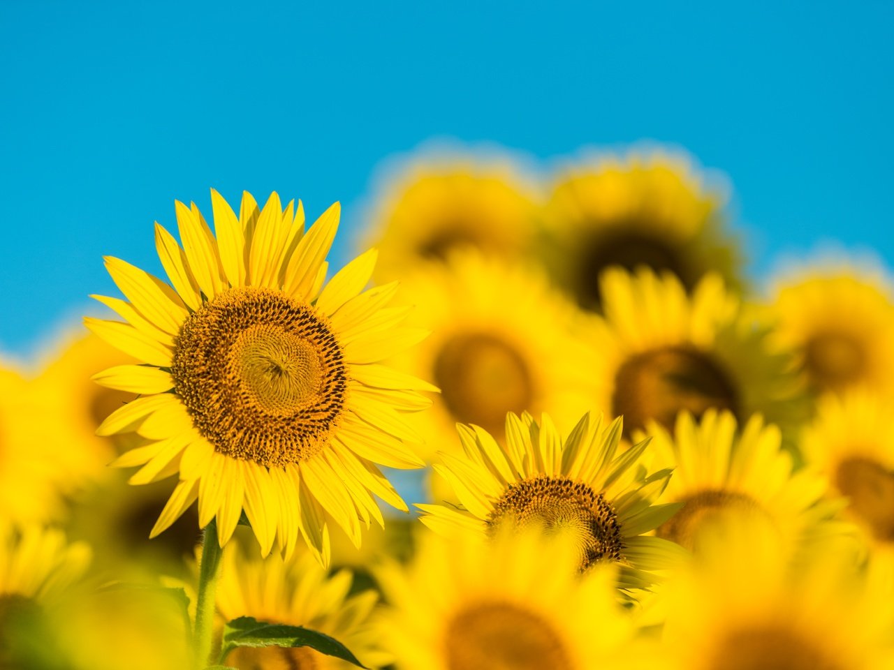 Обои небо, лепестки, размытость, подсолнухи, желтые цветы, the sky, petals, blur, sunflowers, yellow flowers разрешение 7360x4912 Загрузить