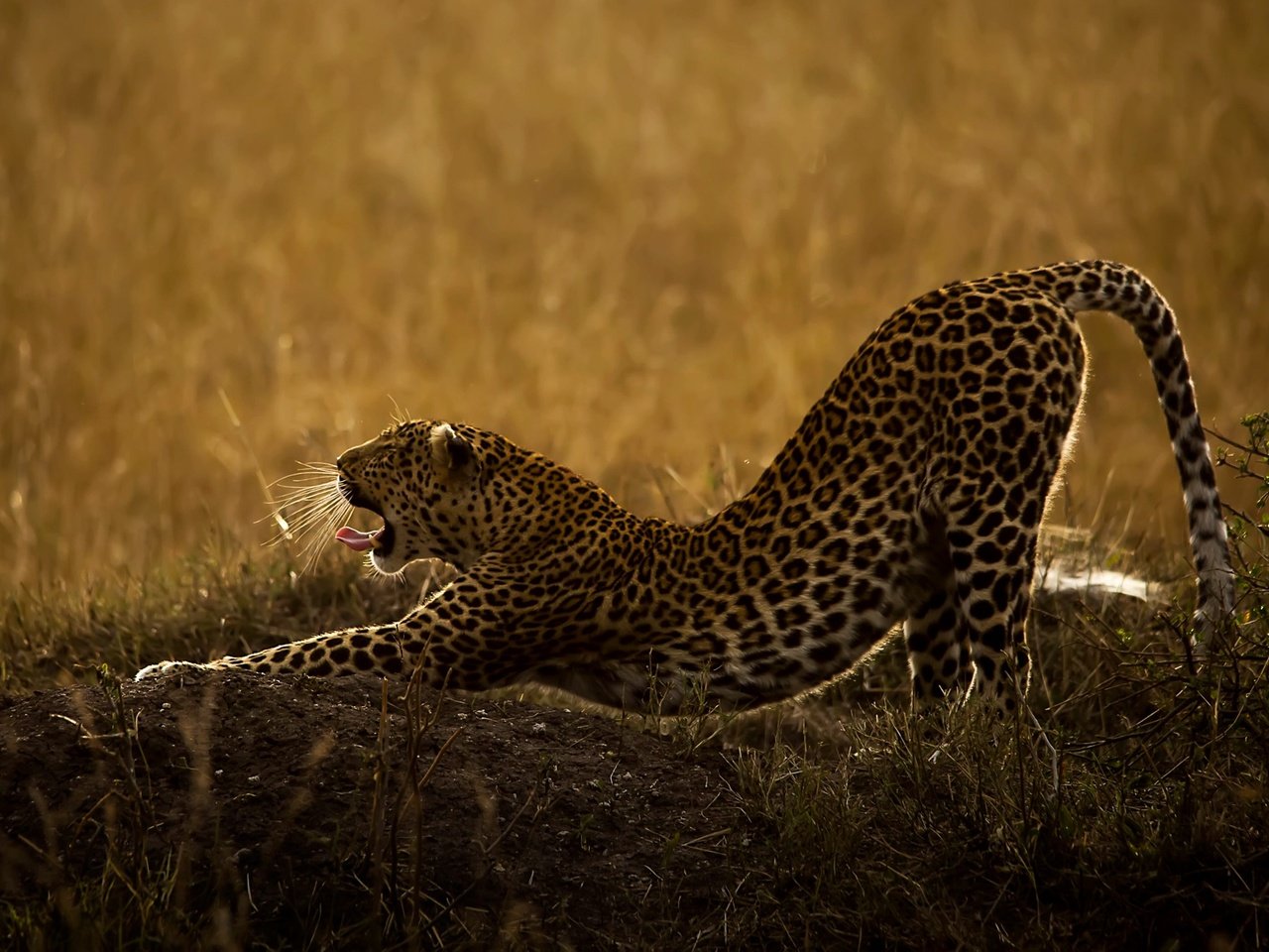 Обои трава, природа, леопард, хищник, животное, язык, пасть, дикая кошка, grass, nature, leopard, predator, animal, language, mouth, wild cat разрешение 2048x1336 Загрузить