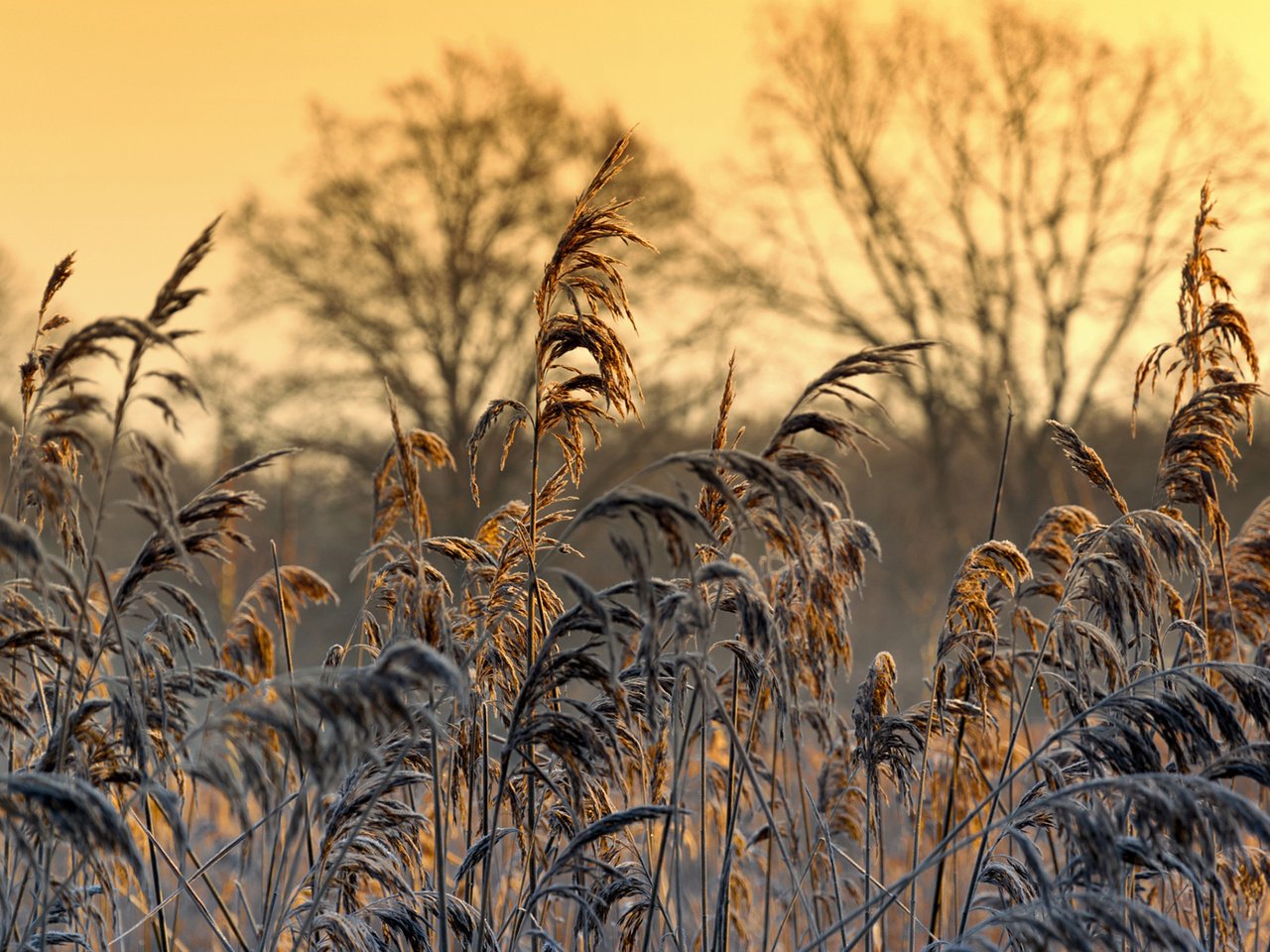 Обои трава, природа, растения, макро, иней, колоски, patrick frank, grass, nature, plants, macro, frost, spikelets разрешение 1920x1200 Загрузить