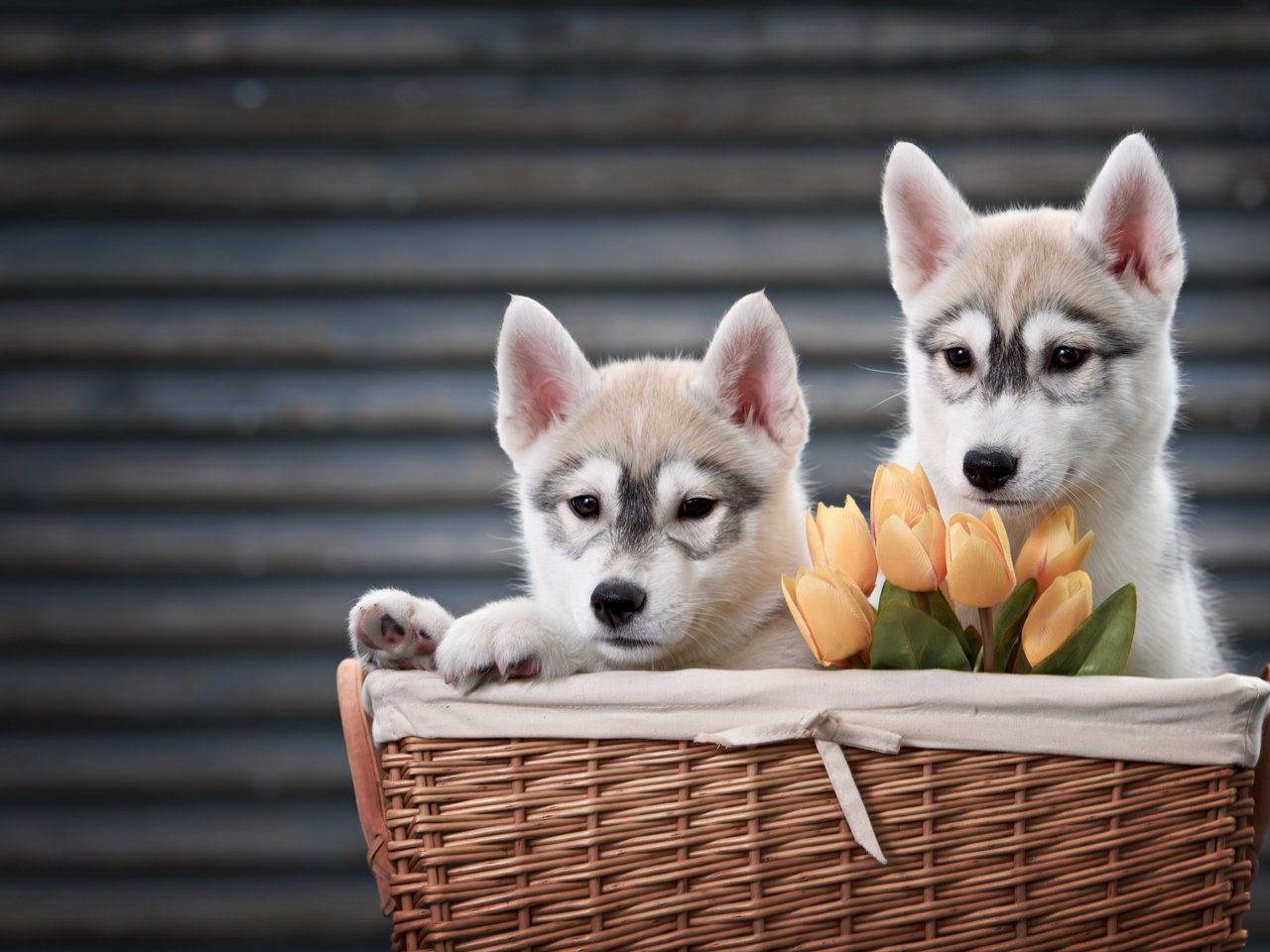 Обои цветы, животные, пара, корзина, тюльпаны, хаски, щенки, собаки, flowers, animals, pair, basket, tulips, husky, puppies, dogs разрешение 4000x2670 Загрузить