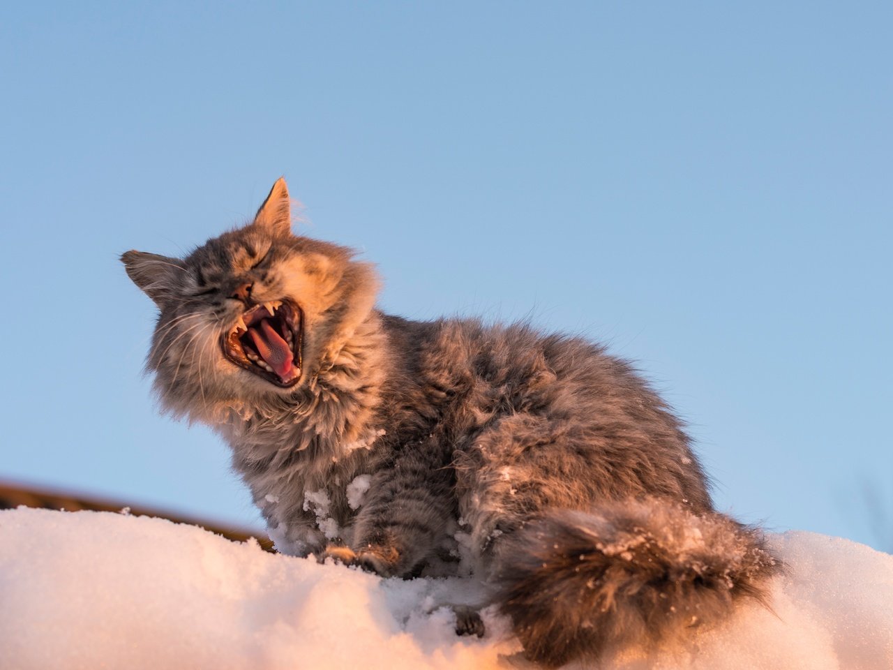 Обои снег, кот, мордочка, кошка, зевает, snow, cat, muzzle, yawns разрешение 3189x2289 Загрузить