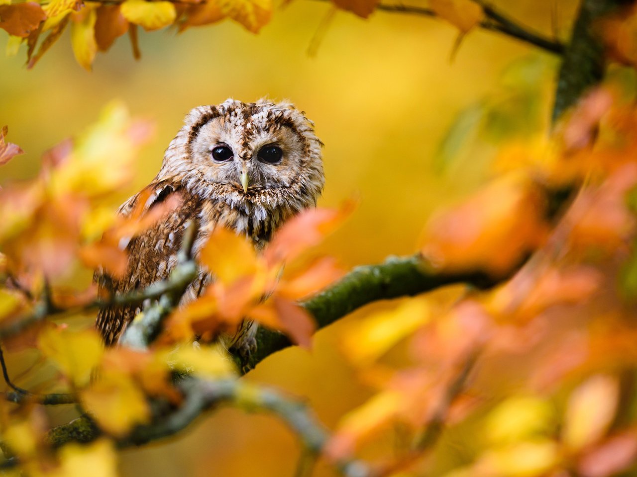 Обои сова, листья, ветки, осень, птица, owl, leaves, branches, autumn, bird разрешение 3840x2400 Загрузить