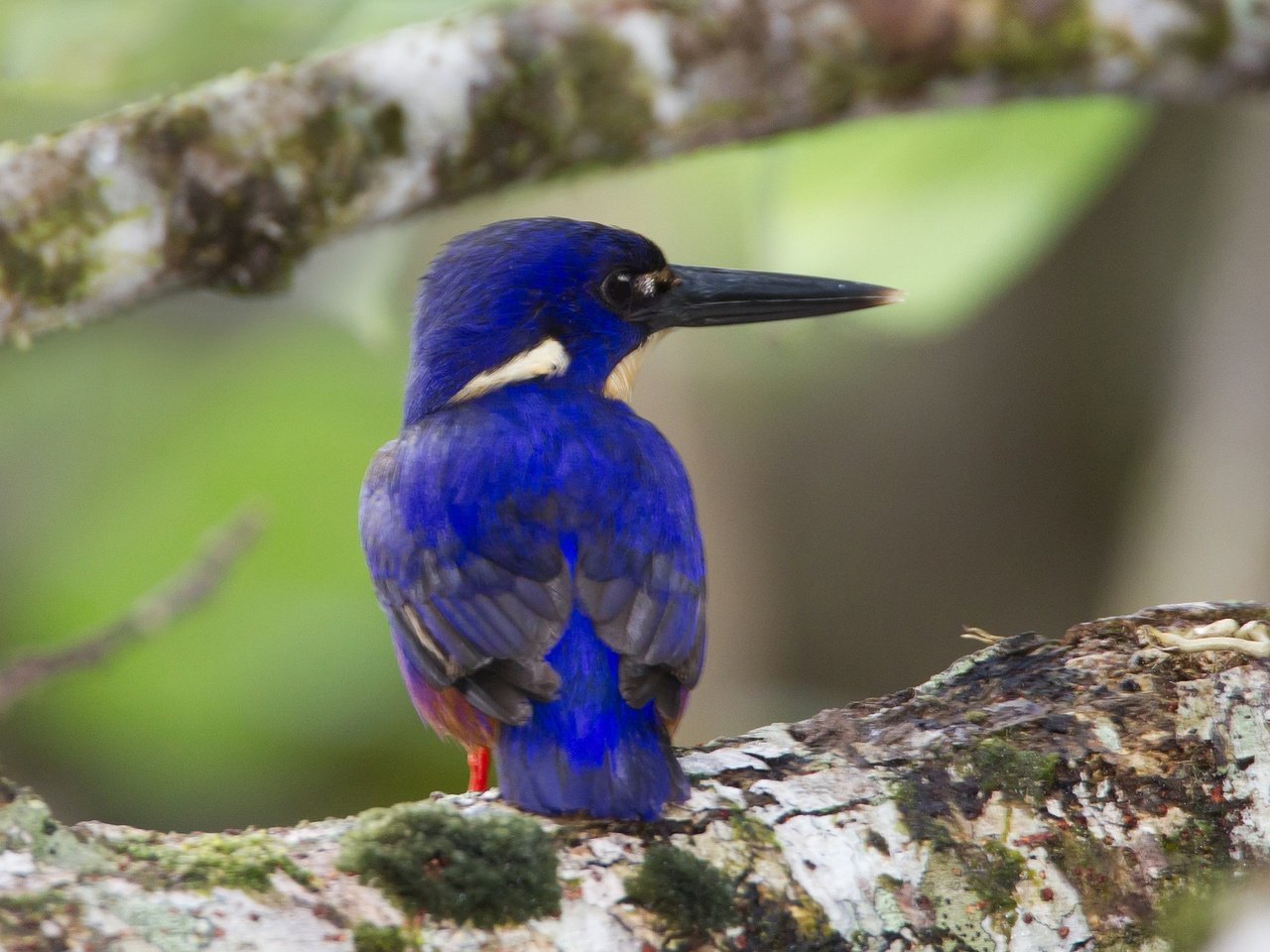 Обои птица, клюв, перья, зимородок, лазурный зимородок, bird, beak, feathers, kingfisher, azure kingfisher разрешение 2048x1383 Загрузить