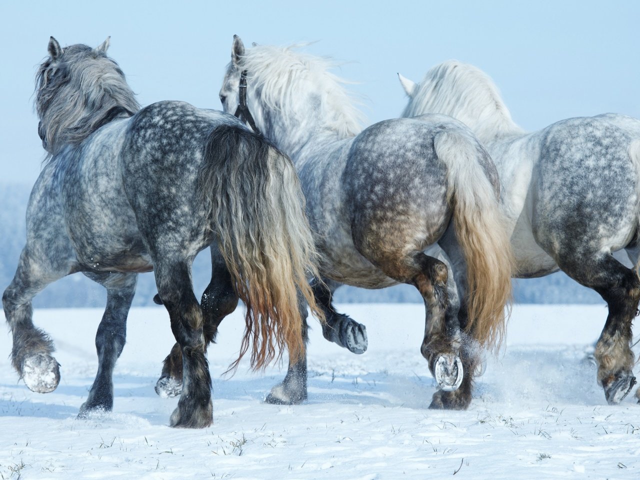 Обои снег, подкова, зима, лошади, кони, грива, хвост, копыта, тройка, snow, horseshoe, winter, horse, horses, mane, tail, hooves, three разрешение 2880x1800 Загрузить