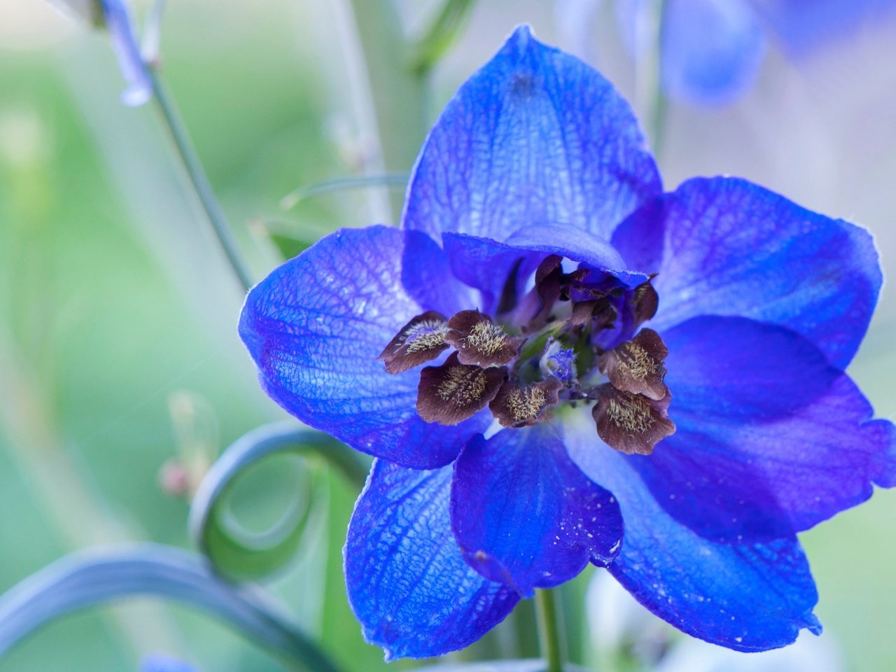 Обои природа, цветок, лепестки, дельфиниум, nature, flower, petals, delphinium разрешение 4288x2848 Загрузить