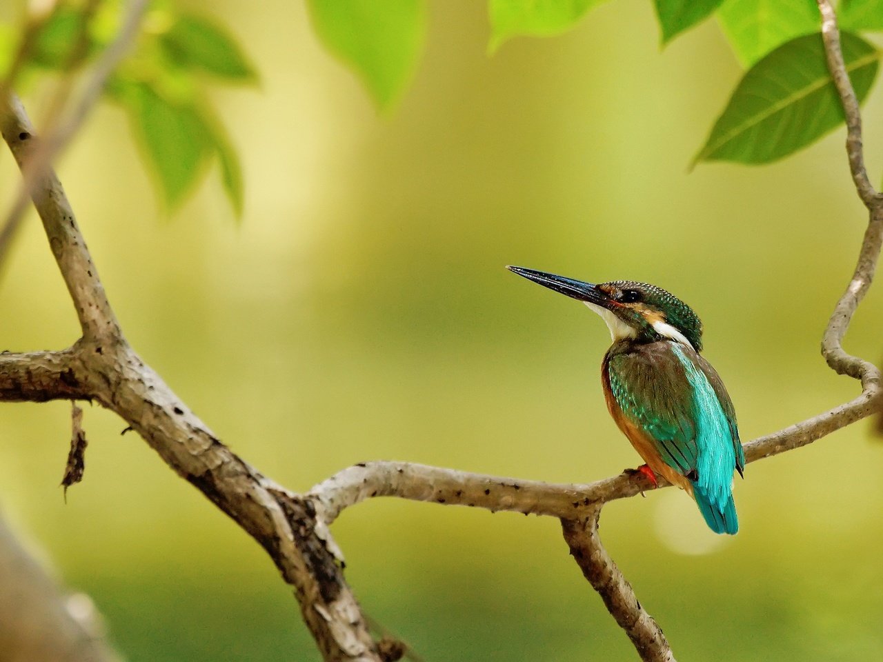 Обои ветка, дерево, листья, птица, клюв, перья, зимородок, branch, tree, leaves, bird, beak, feathers, kingfisher разрешение 2048x1365 Загрузить