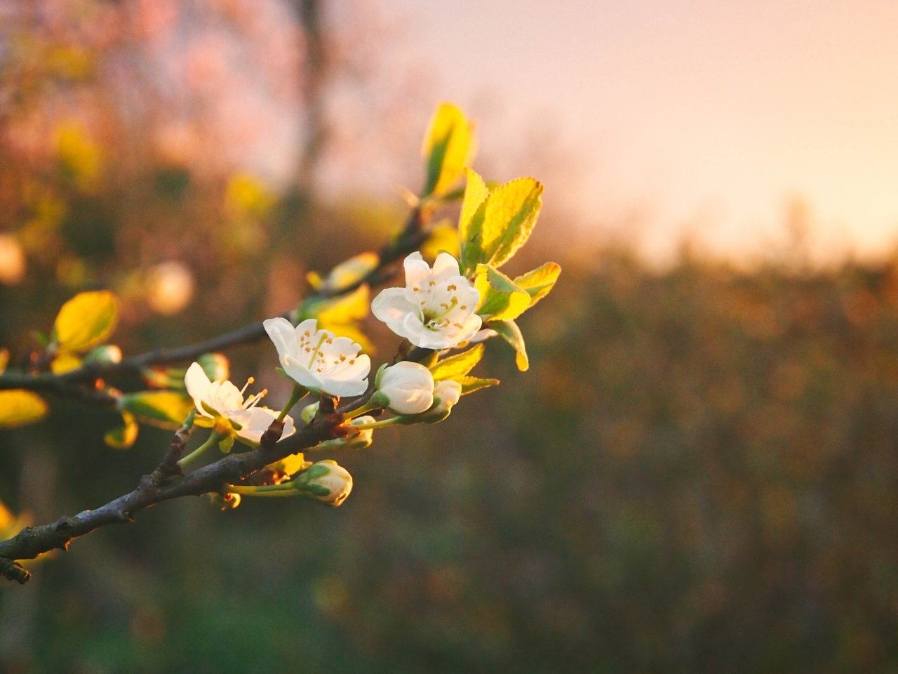 Обои цветы, ветка, цветение, весна, боке, flowers, branch, flowering, spring, bokeh разрешение 4032x3024 Загрузить