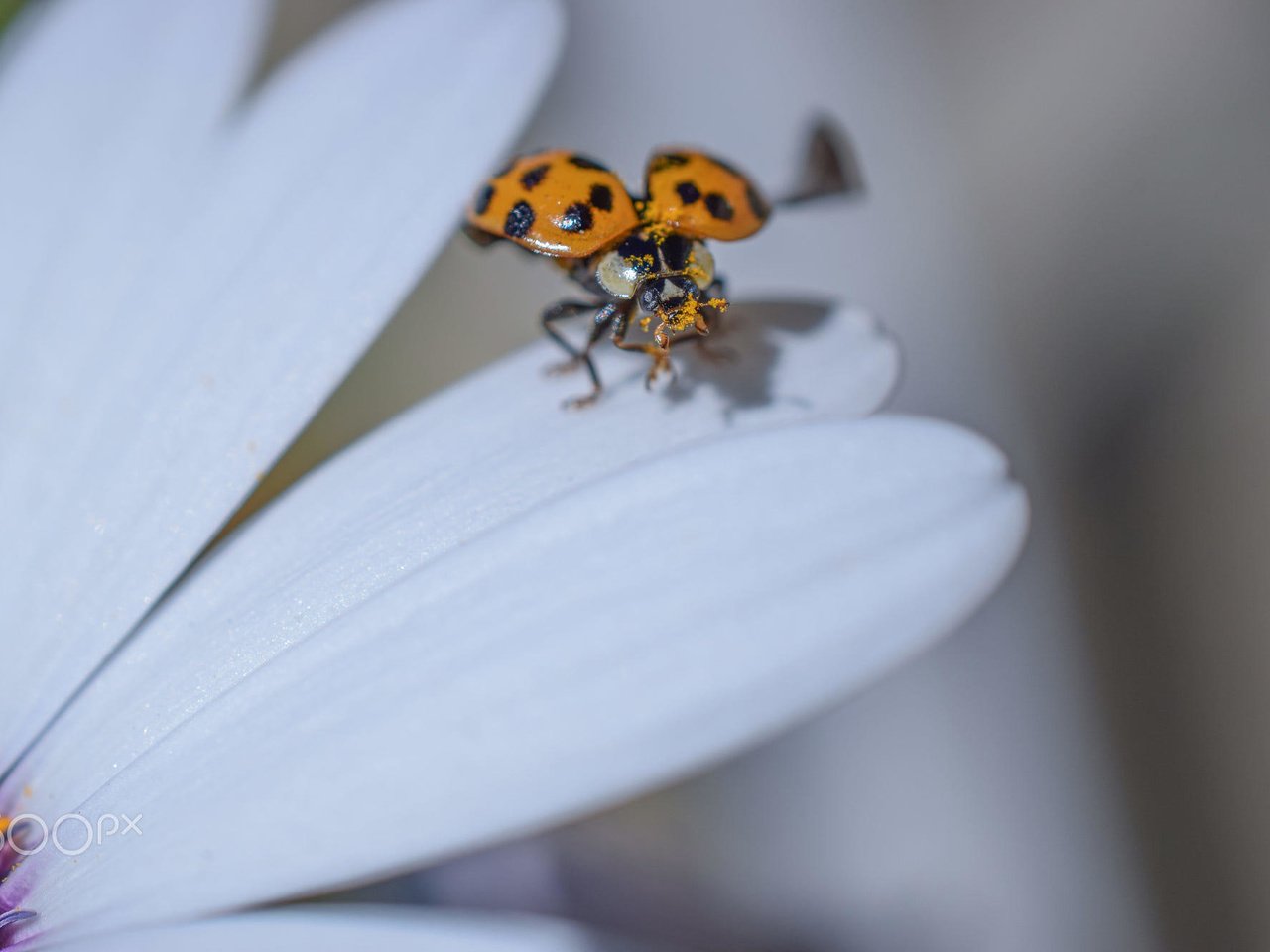 Обои жук, насекомое, цветок, лепестки, божья коровка, гербера, aylin in the dropland, beetle, insect, flower, petals, ladybug, gerbera разрешение 2000x1333 Загрузить