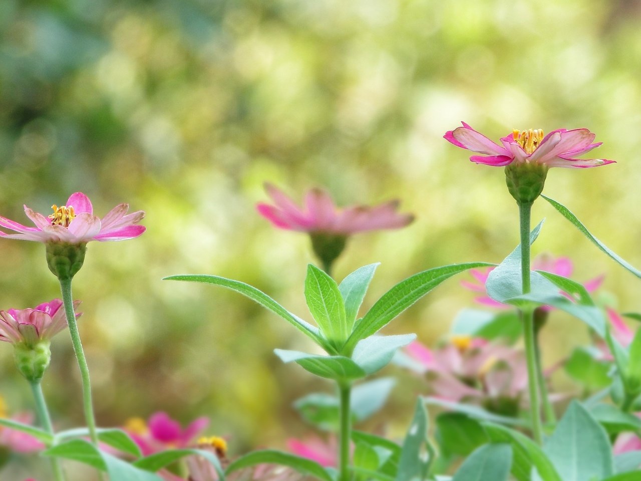 Обои цветы, растения, листья, лепестки, размытость, стебли, flowers, plants, leaves, petals, blur, stems разрешение 3456x2304 Загрузить