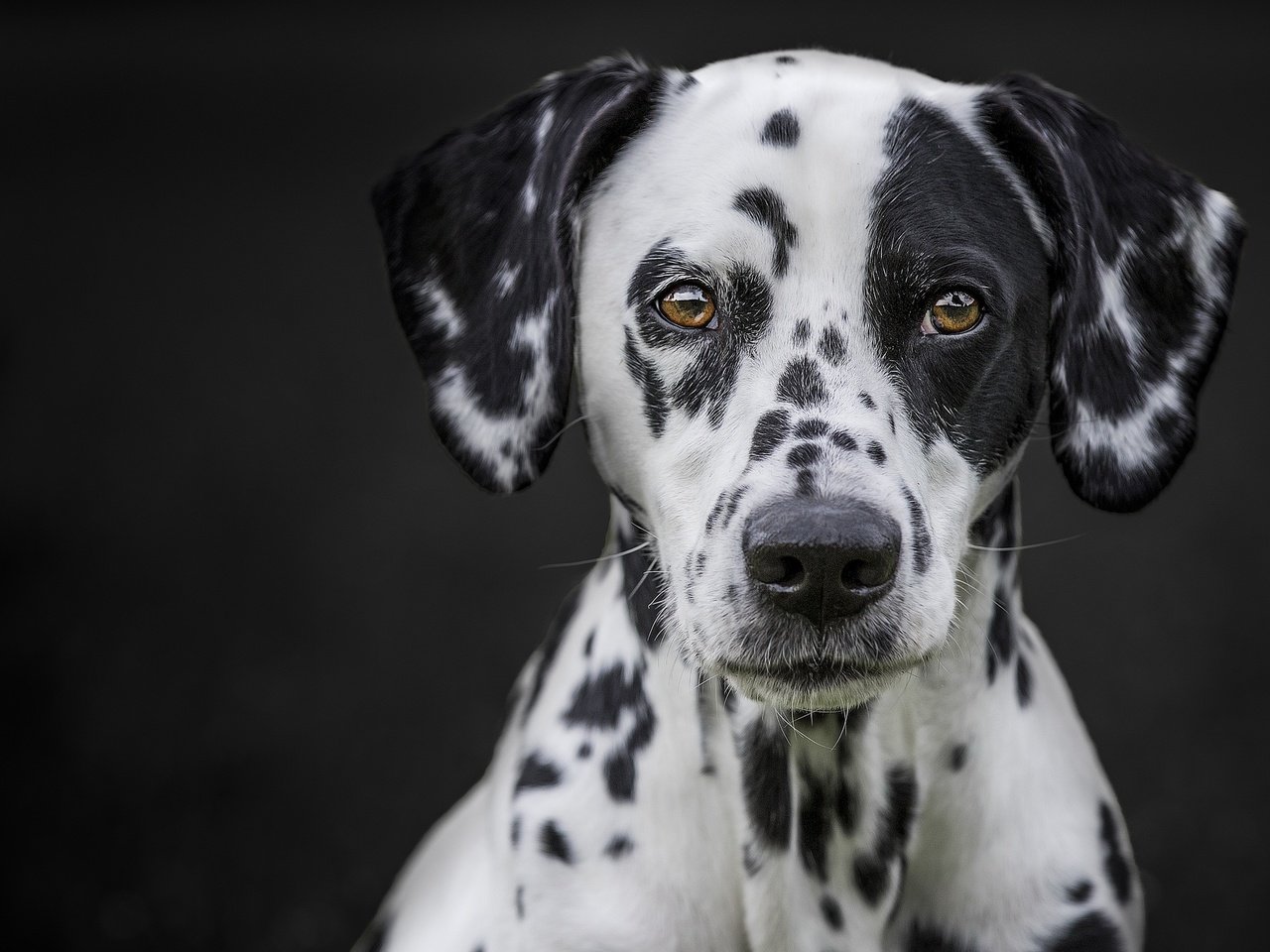 Обои портрет, мордочка, взгляд, собака, черный фон, далматин, portrait, muzzle, look, dog, black background, dalmatian разрешение 2048x1365 Загрузить