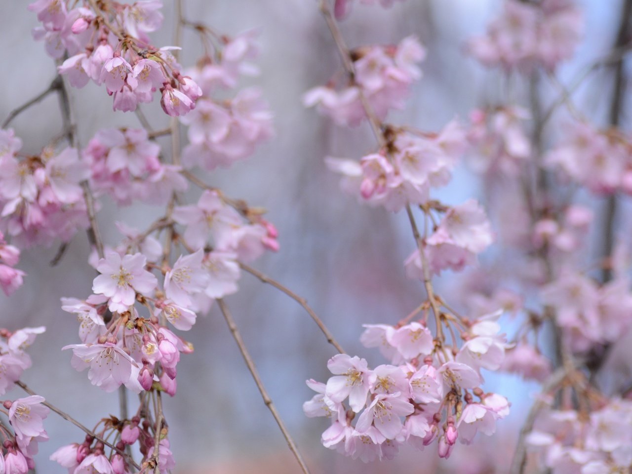 Обои цветение, ветки, весна, сакура, боке, flowering, branches, spring, sakura, bokeh разрешение 2048x1418 Загрузить