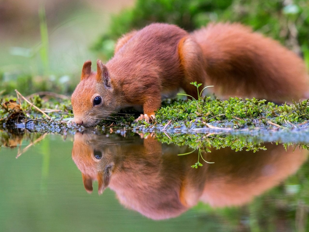 Обои вода, грызун, природа, отражение, водоем, мох, животное, белка, зверек, водопой, drink, water, rodent, nature, reflection, pond, moss, animal, protein разрешение 2048x1423 Загрузить