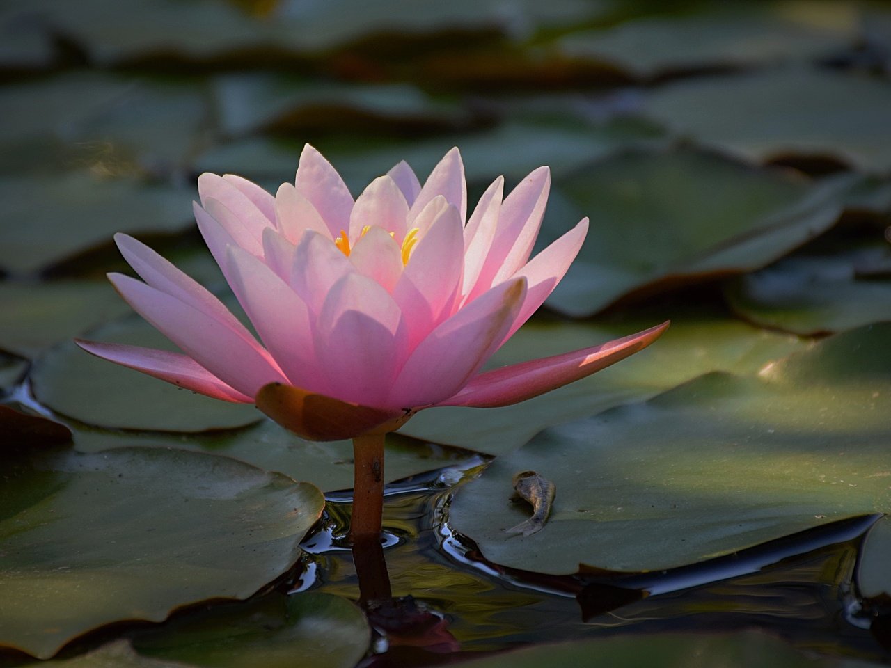 Обои вода, листья, цветок, лепестки, розовые, кувшинка, водяная лилия, water, leaves, flower, petals, pink, lily, water lily разрешение 4976x3113 Загрузить