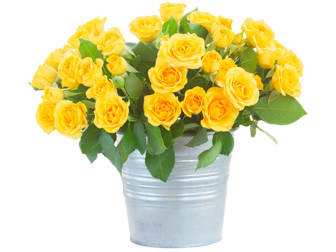 Обои цветы, розы, букет, белый фон, желтые, ведро, flowers, roses, bouquet, white background, yellow, bucket разрешение 4200x3420 Загрузить