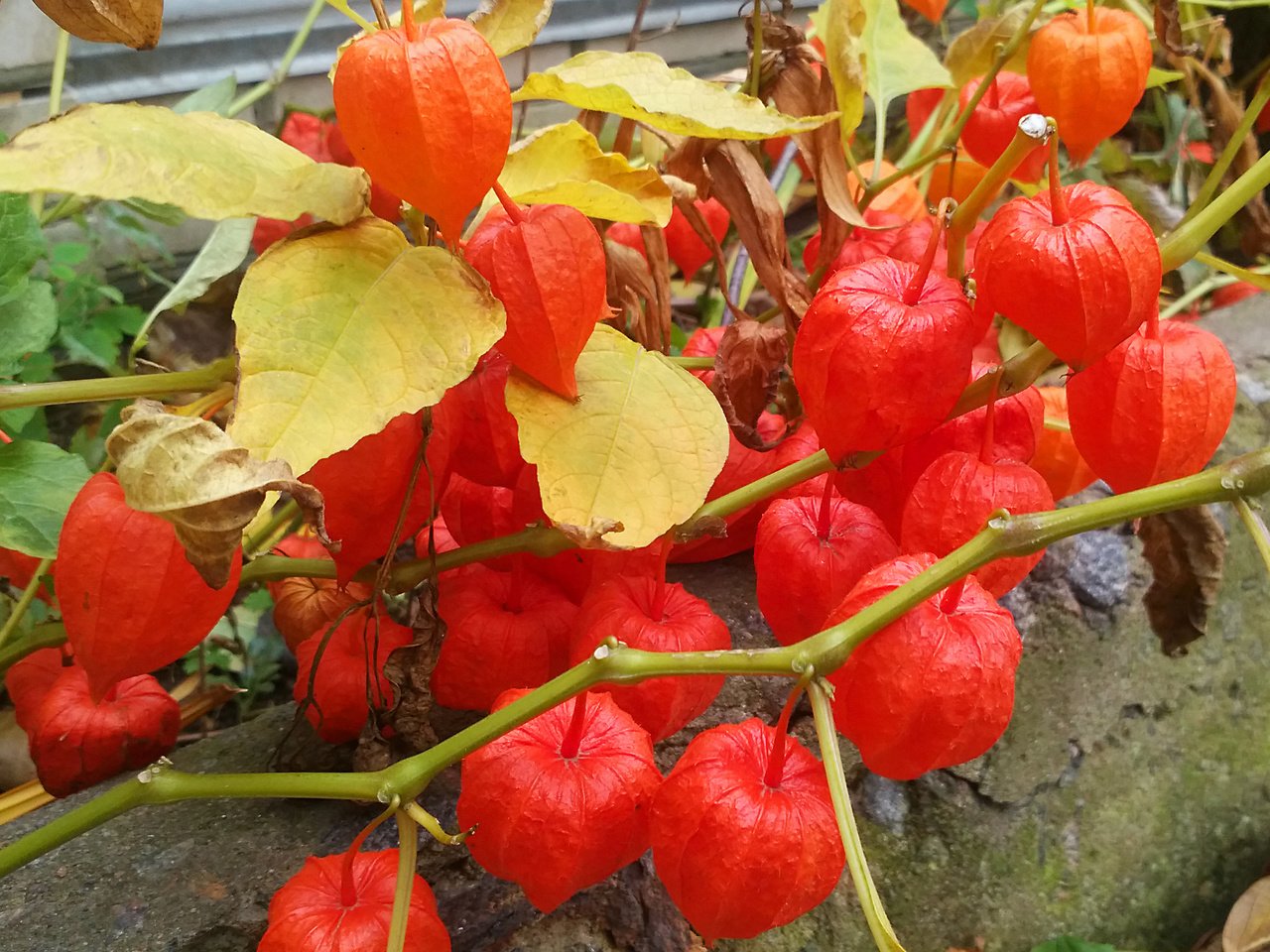 Обои физалис, физалис ветка красный, physalis, physalis branch red разрешение 3640x2190 Загрузить