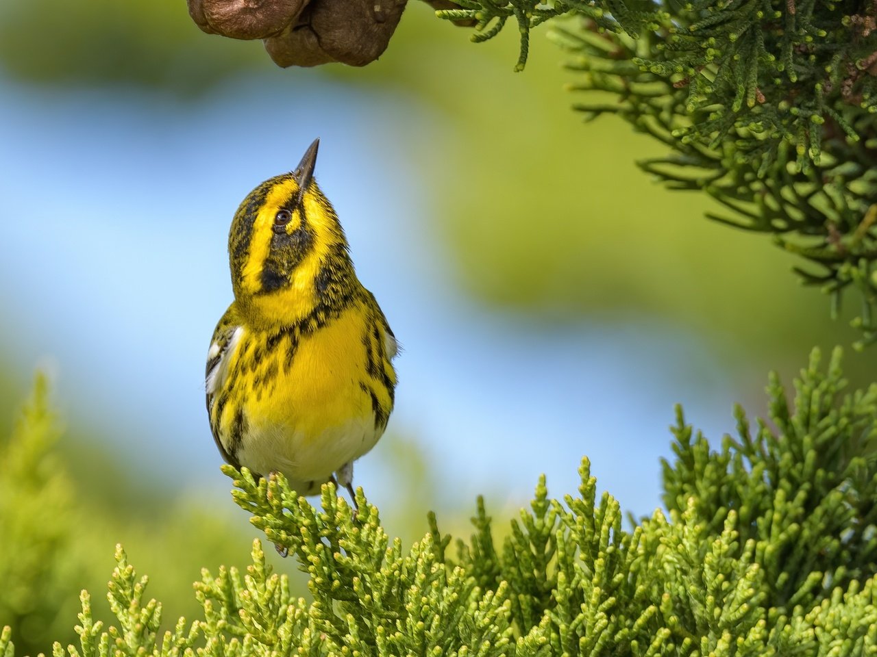 Обои фон, ветки, птица, лесной певун, туя, background, branches, bird, a woodland songster разрешение 2988x1793 Загрузить