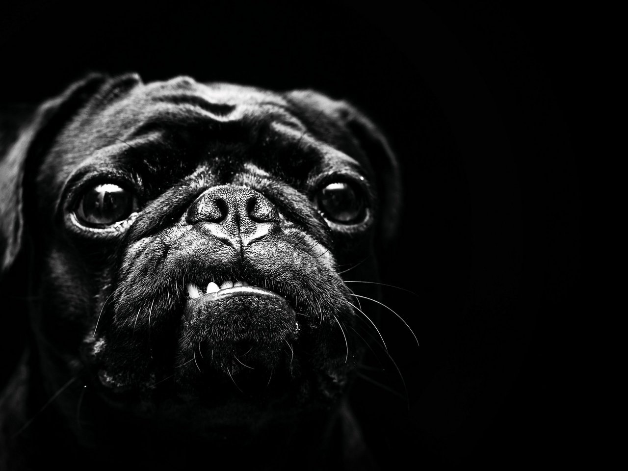 Обои чёрно-белое, собака, мопс, black and white, dog, pug разрешение 3840x2160 Загрузить